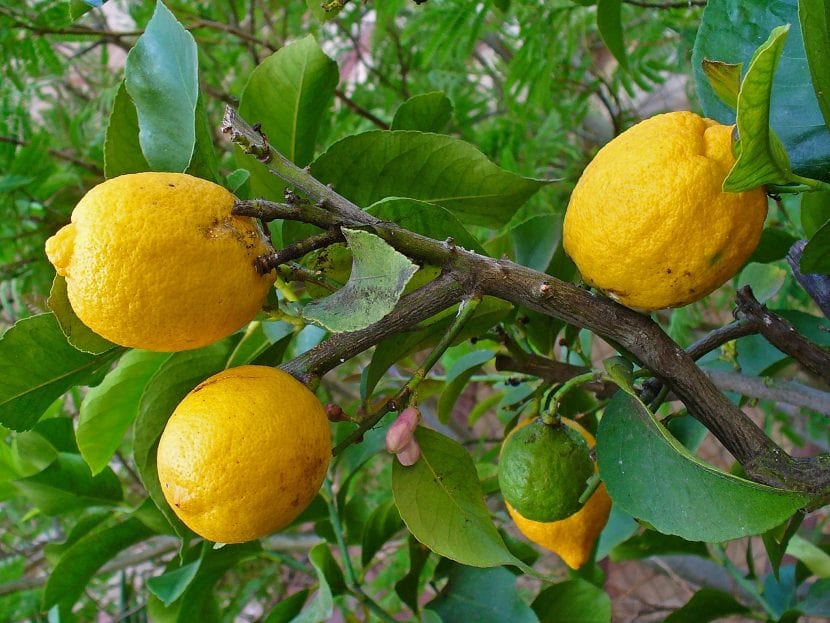 Árbol de Citrus medica