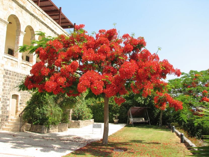 Delonix regia o flamboyán en flor