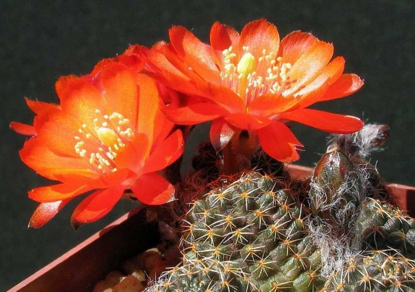 Rebutia iscayachensis en flor