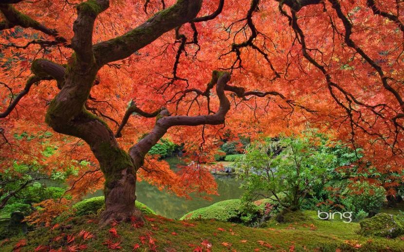 Acer palmatum o arce japonés en otoño