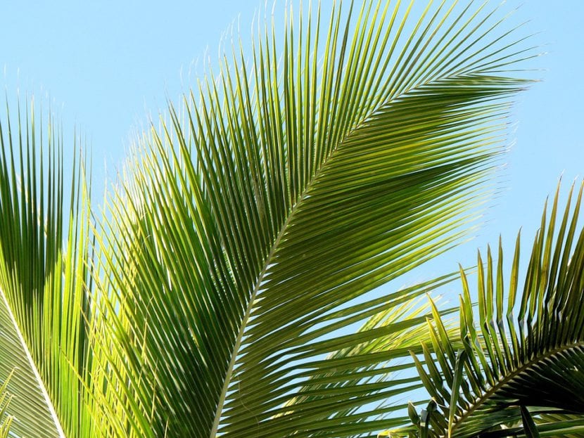 Hoja de palmera