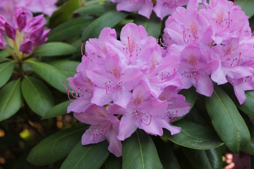 Rhododendron