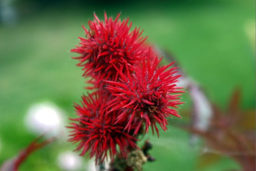 Ricinus communis