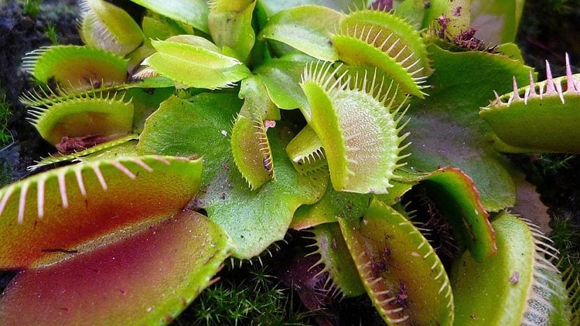 Una planta carnívora en la habitación de Max
