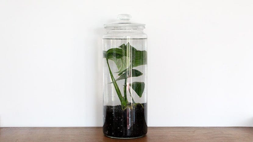 Para Pedro 13 años, un terrario acuatico