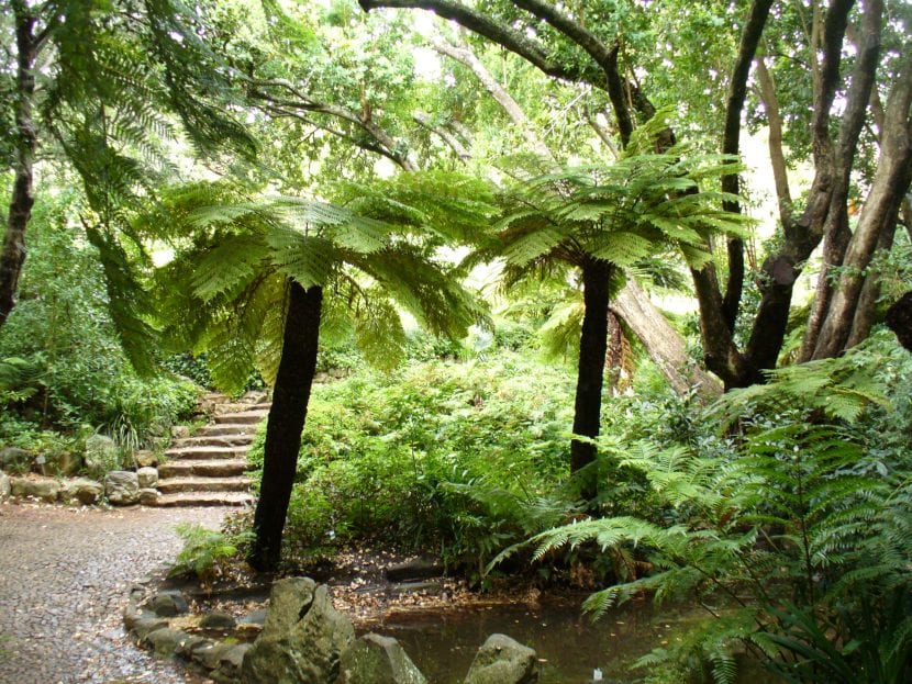 Cyathea dregei