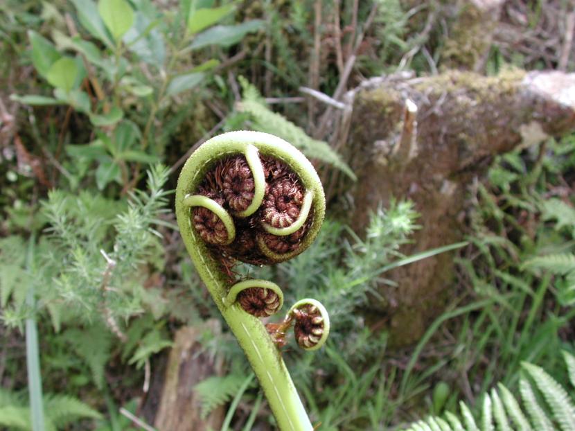 Cyathea medullaris