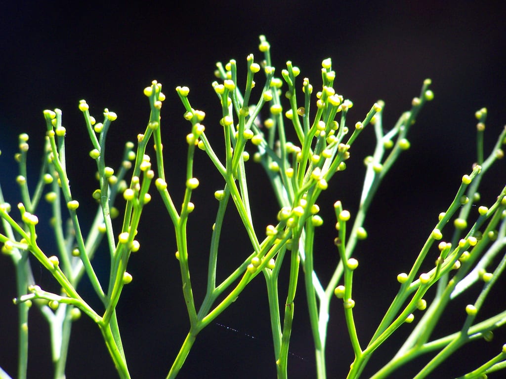 Plantas primitivas: por qué esa palabra es tramposa