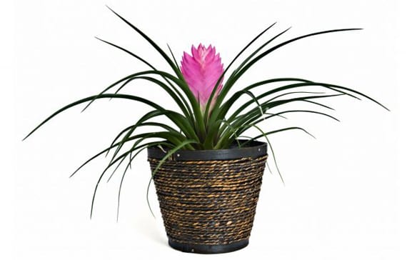 Plantas que absorben humos y olores: qué hacen de verdad