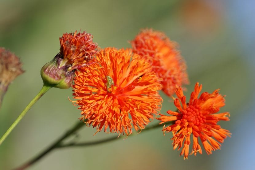 Flor de Emilia coccinea