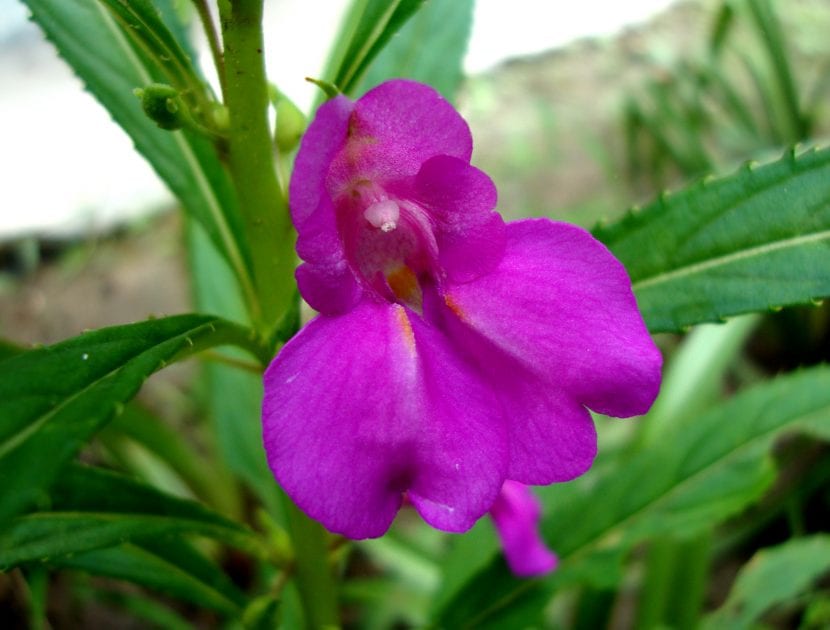 Planta en flor de Impatiens balsamina