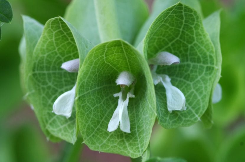 Inflorescencia de la Molucella laevis