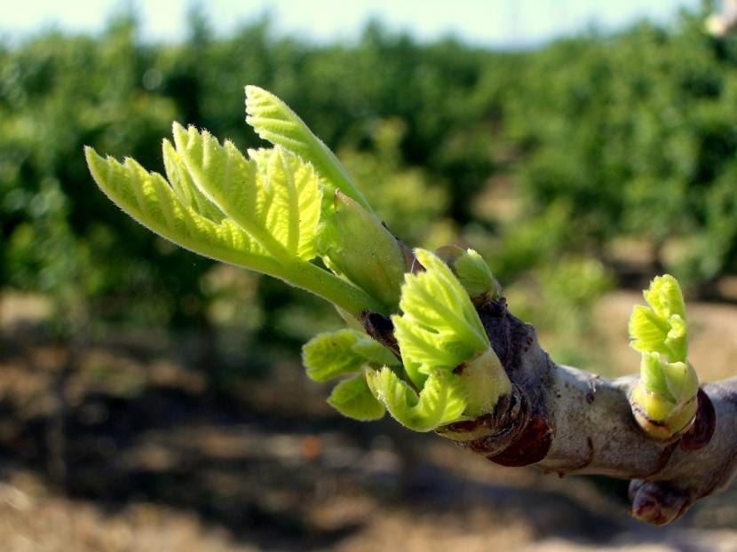Ficus carica