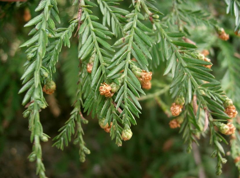 Sequoia sempervirens