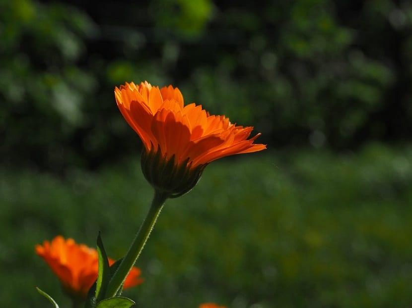 Cuidados y cultivo de la Calendula