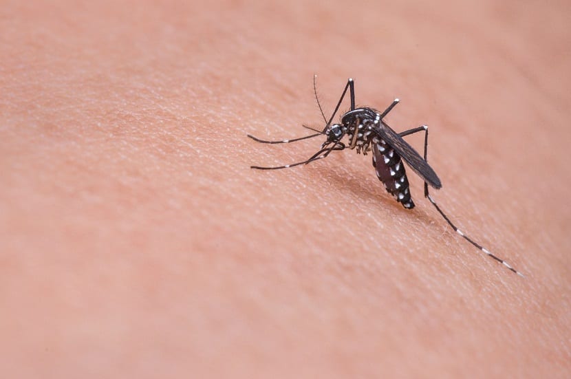 mosquito tigre en el brazo
