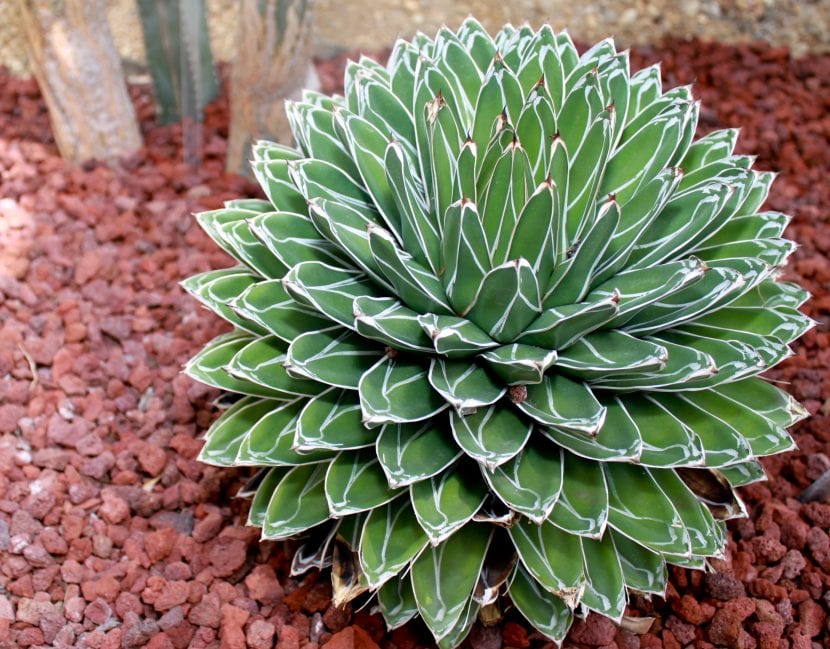 Agave victoriae-reginae, una preciosa suculenta que resiste la salinidad