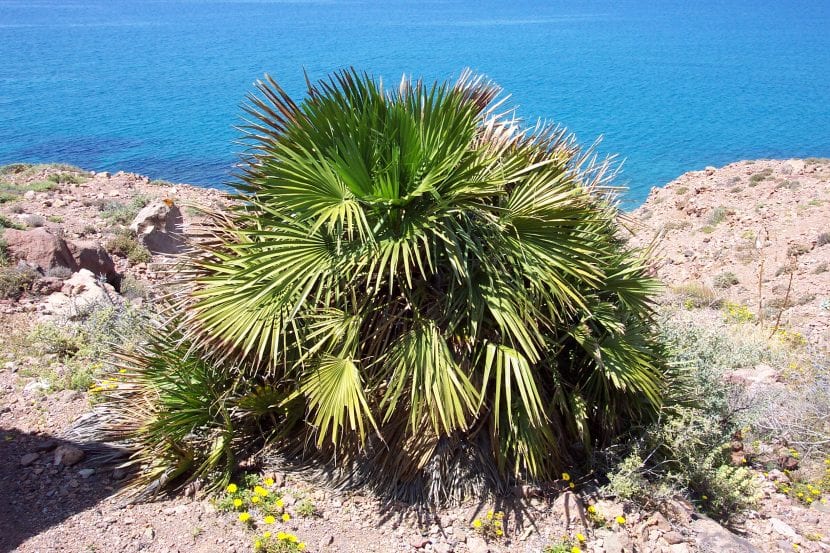 Chamaerops humilis, palmera resistente a la salinidad