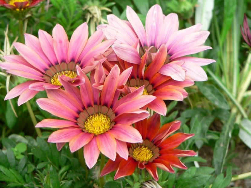 Flores de Gazania, perfectas para jardines con suelos salinos