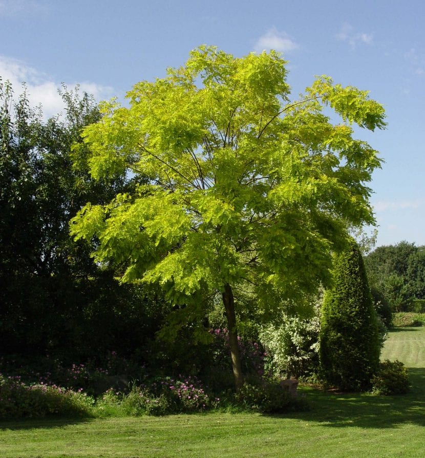 Ejemplar adulto de Robinia pseudoacacia