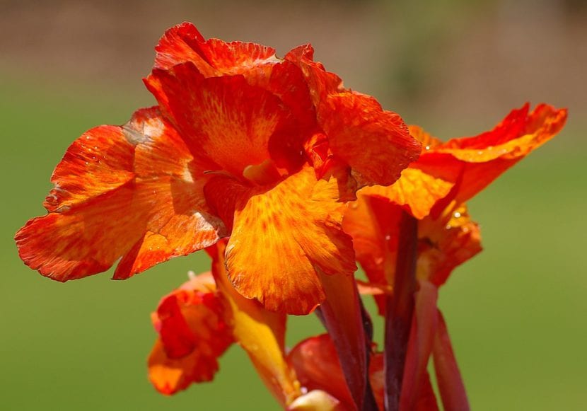 Canna indica, una flor para tu jardín salino