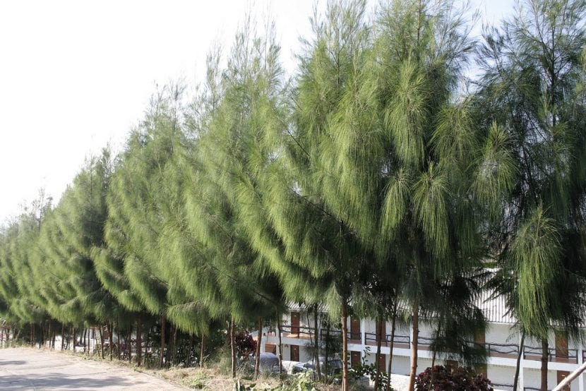 Casuarina oligodon, un árbol que resiste la salinidad