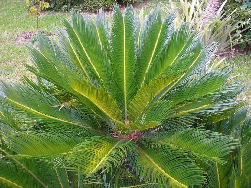 Cycas revoluta, una planta fósil que puedes tener en tu jardín con suelo salino