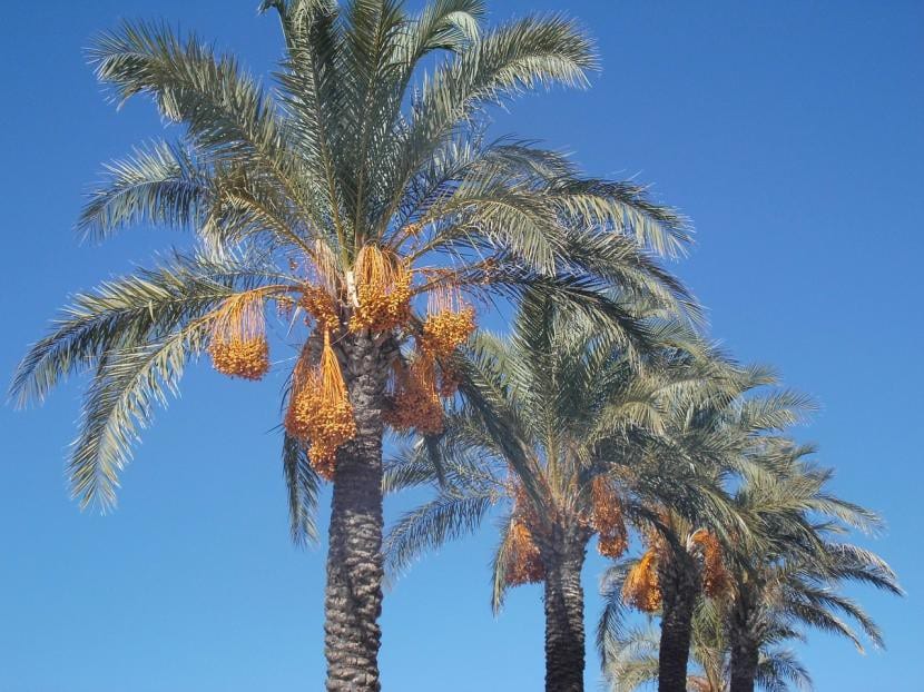 Palmeras datileras adultas, unas plantas muy resistentes a los suelos salinos