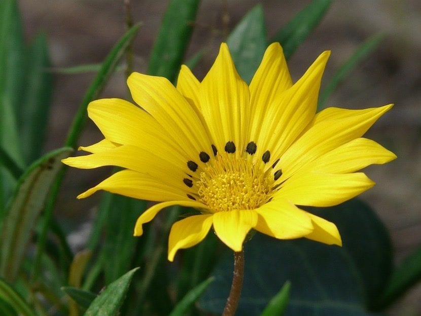 Gazania rigens, flores resistentes a la salinidad