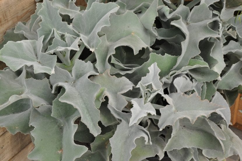 Pon un Kalanchoe beharensis en tu suelo salino