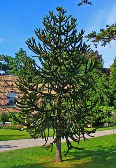 Joven ejemplar de Araucaria auracana