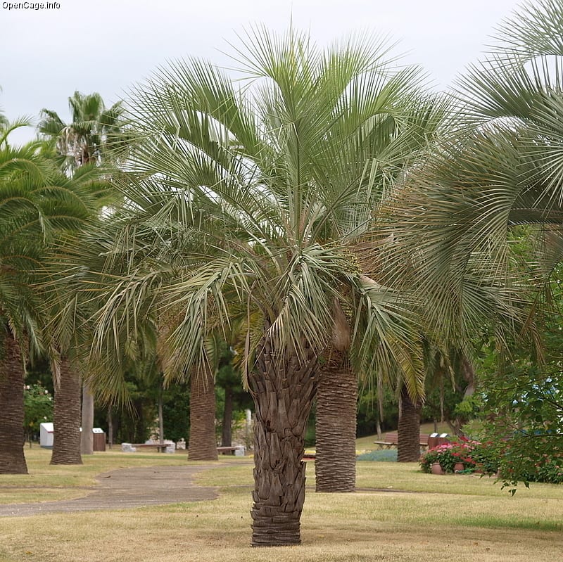 Palmera Butia yatay