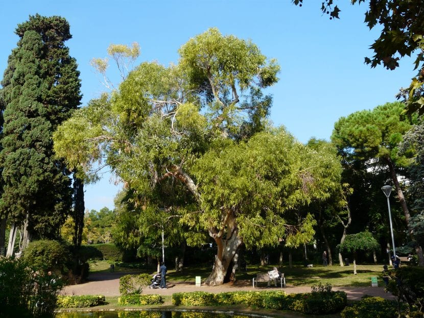 Árbol de eucalipto