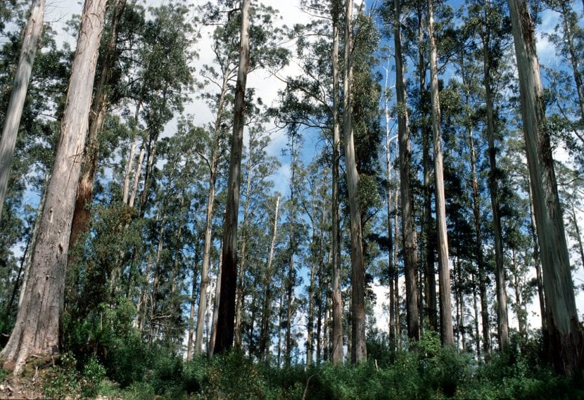 Eucalyptus regnans en hábitat