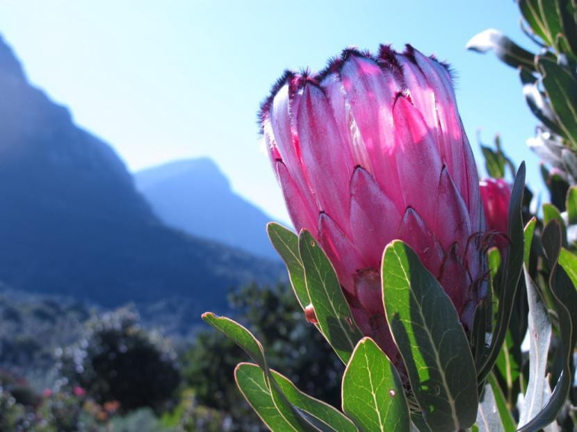 Protea nerifolia, planta pirófila
