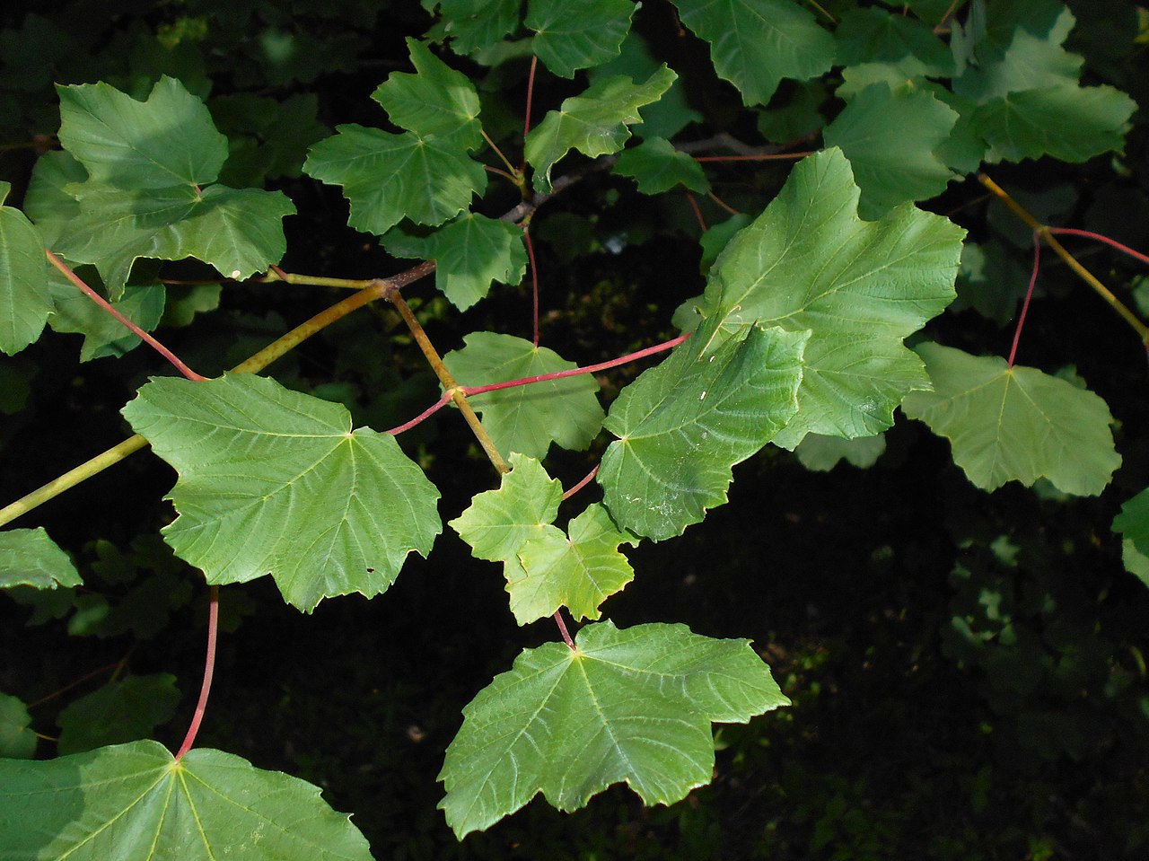 El Acer opalus es un árbol mediterráneo resistente al viento