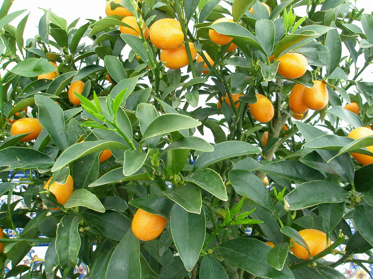 El kumquat es un árbol resistente