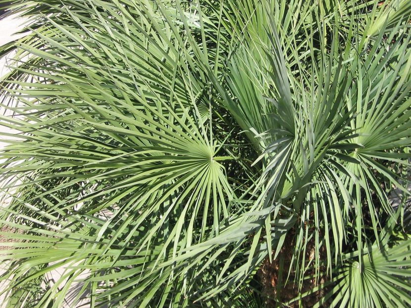 Palmito, Chamaerops humilis, especie resistente al viento litoral