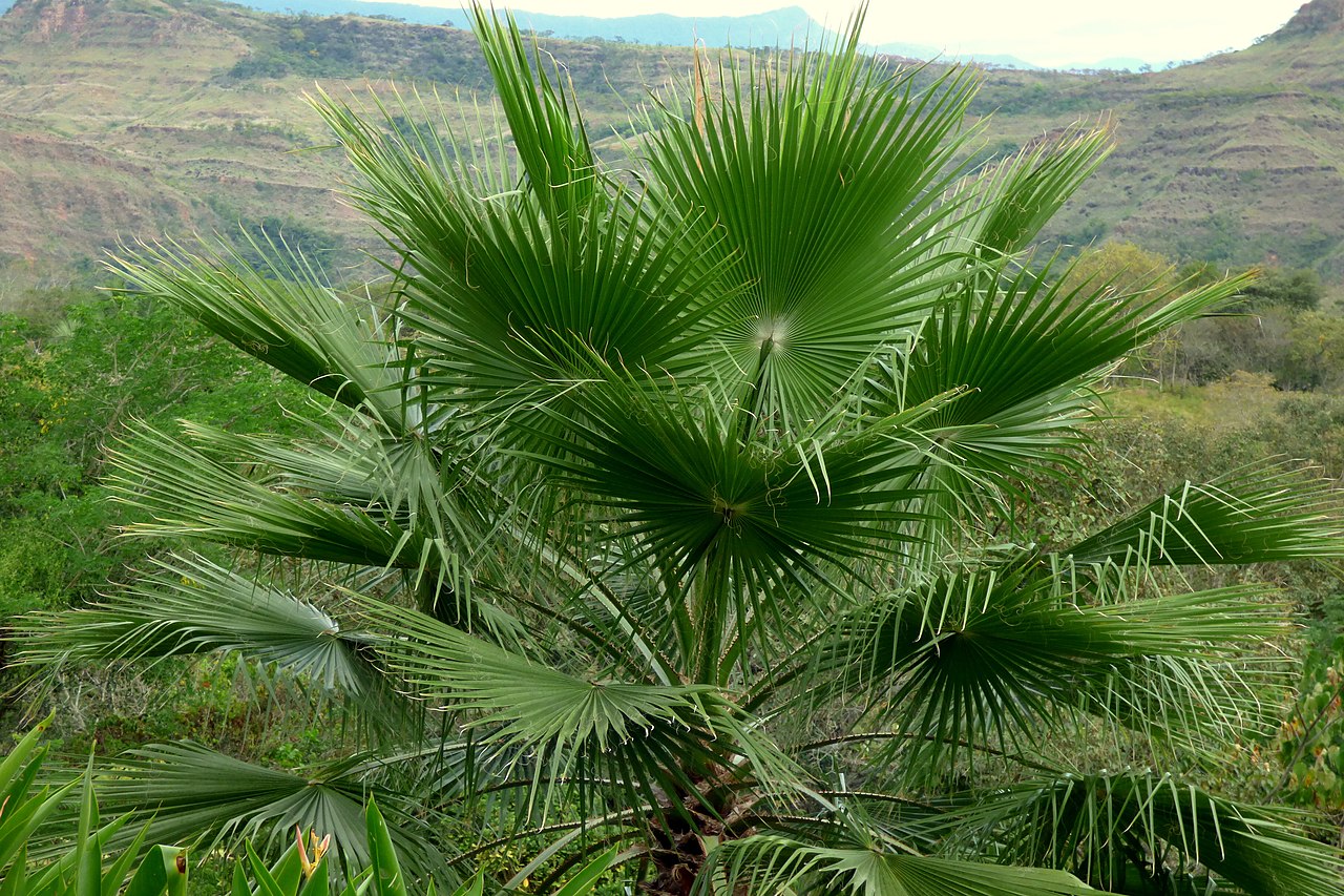 Las Washingtonia son palmeras resistentes al sol y al viento
