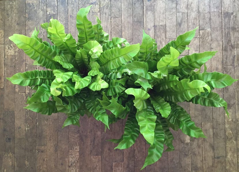 perfectas para jardines con poca luz