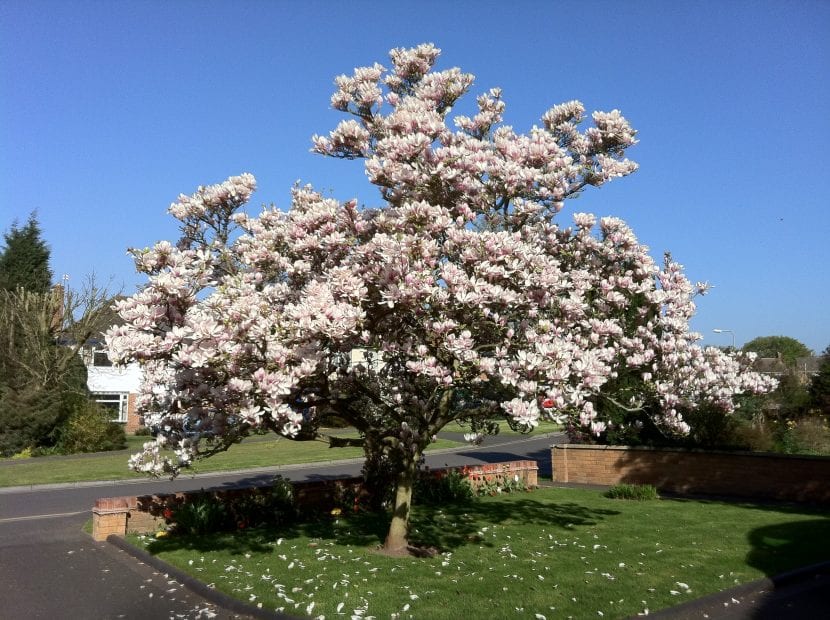 Magnolia x soulangeana, en plena floración.