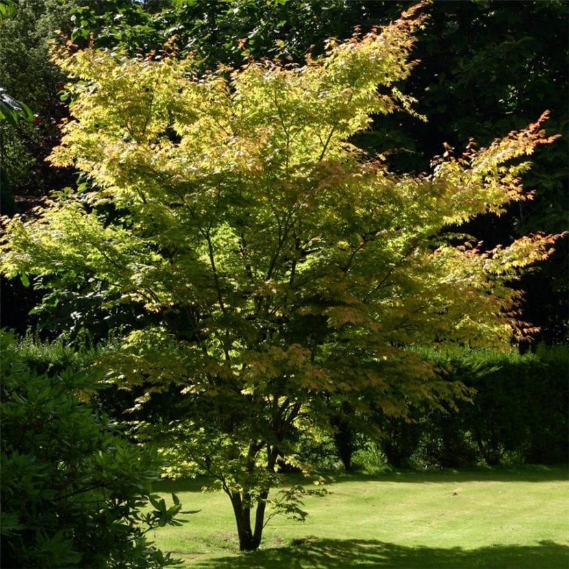 Ejemplar de Acer palmatum 'Senkaki'