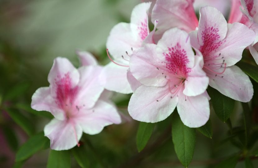 Azalea en flor, un hermoso arbusto
