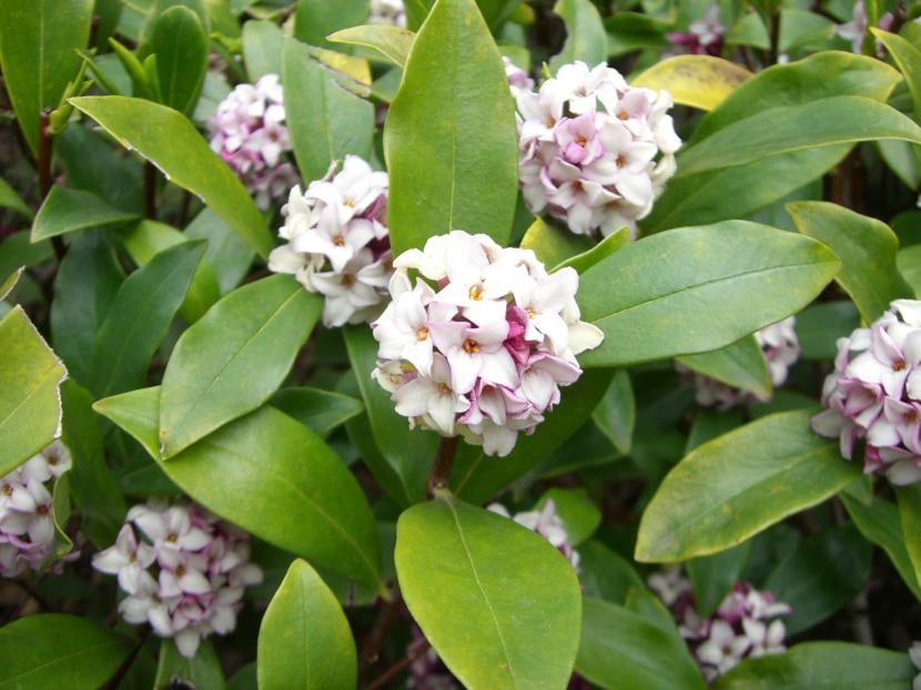 Daphne odora, una planta ácida