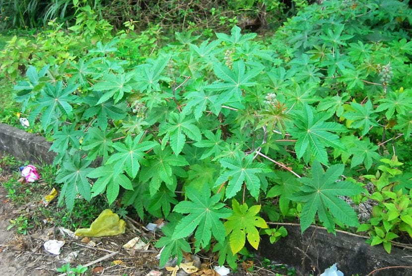Ricinus communis