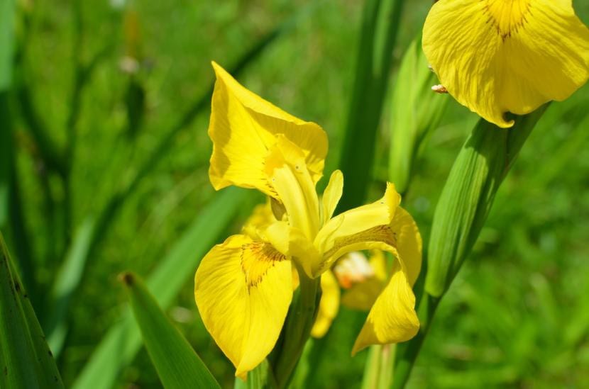 Liro amarillo