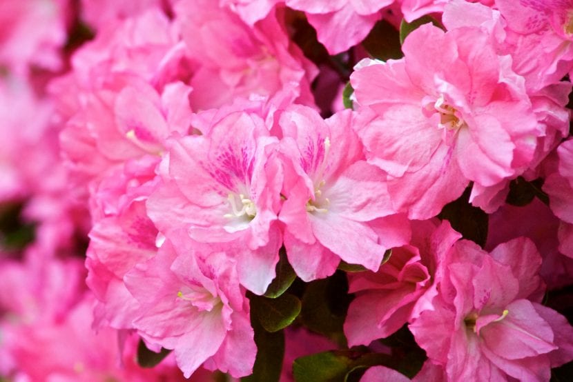Rododendron