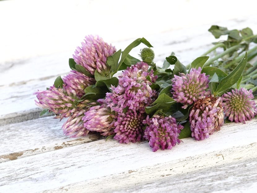 plantas medicinales con beneficios para la salud