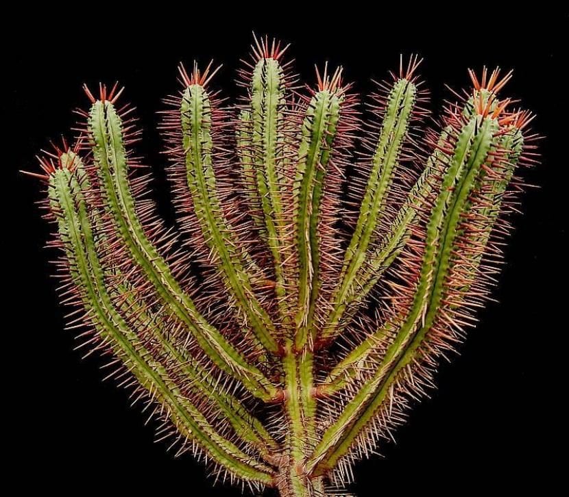 Euphorbia enopla