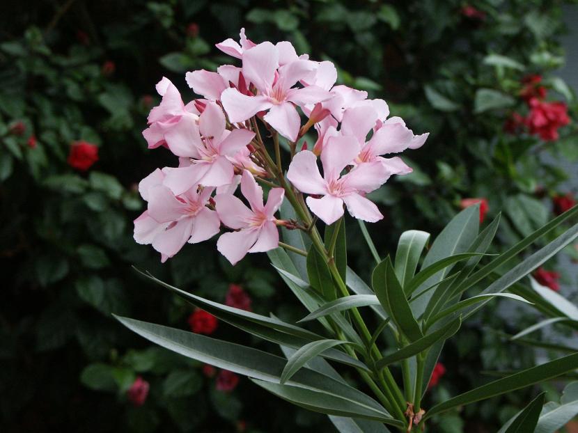 Adelfa en flor, uno de los arbustos más tóxicos del jardín